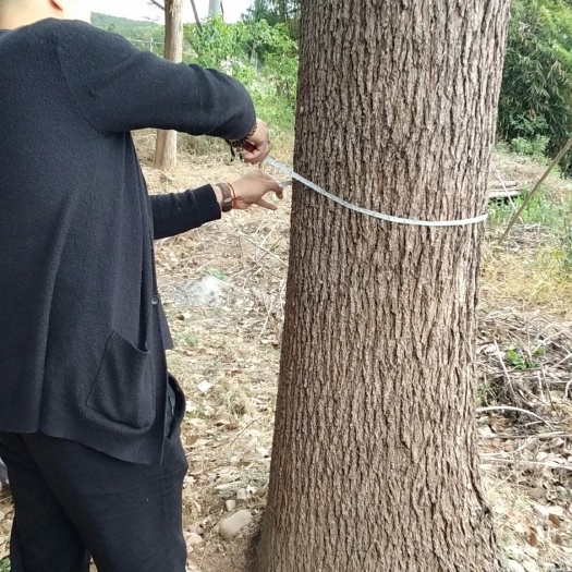 梓潼县全冠香樟 美丽，价格漂亮