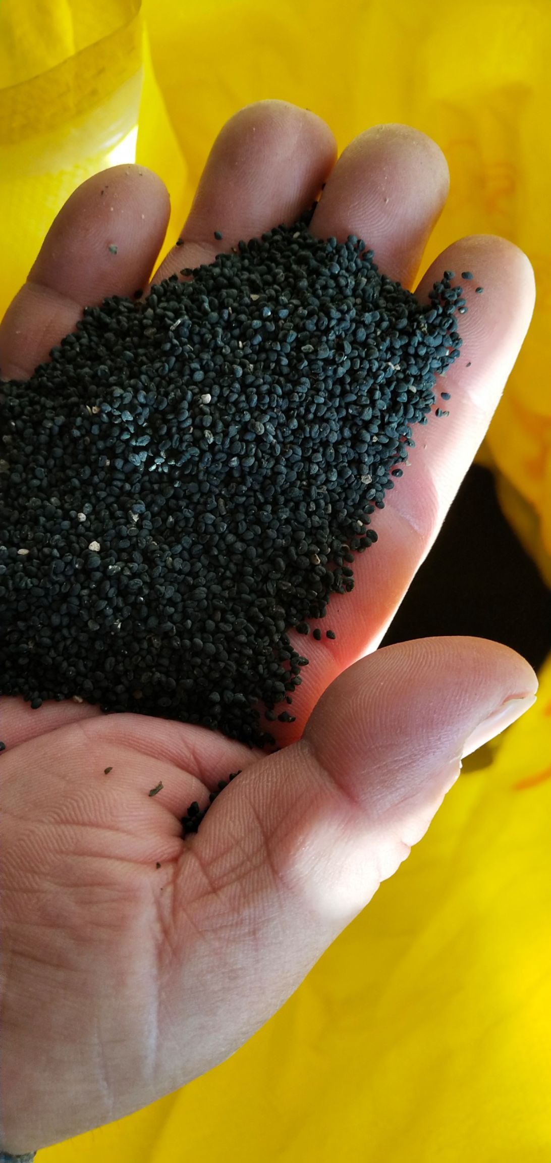 黄芩种子  精品黄芩籽过风过筛  芽率高  杂志少