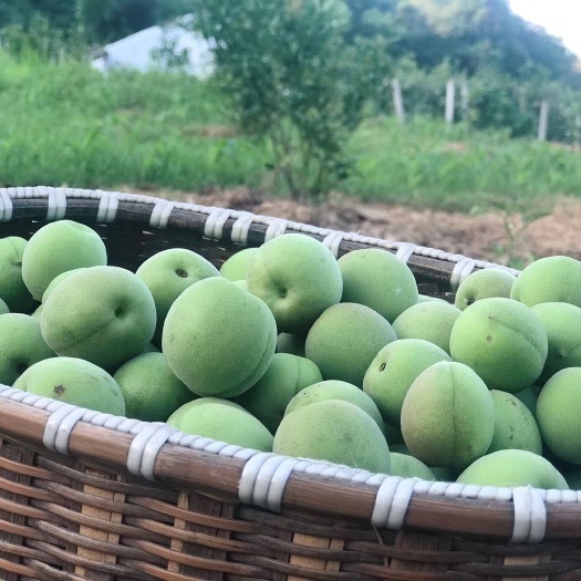 绍兴 现摘青梅  不打农药绿色产品  量大私聊