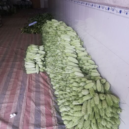 南宁珍珠苦瓜 20cm以下