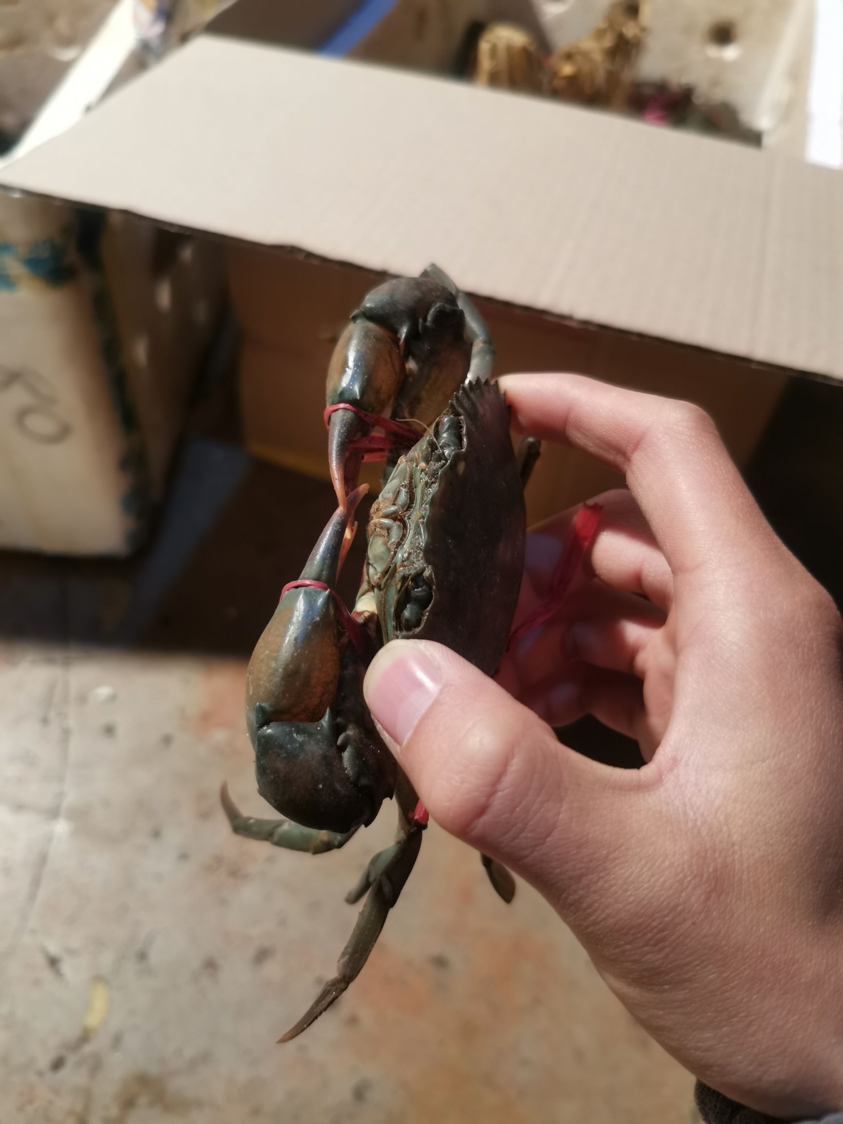 缅甸黑蟹 缅甸蟹，铁蟹，香辣蟹