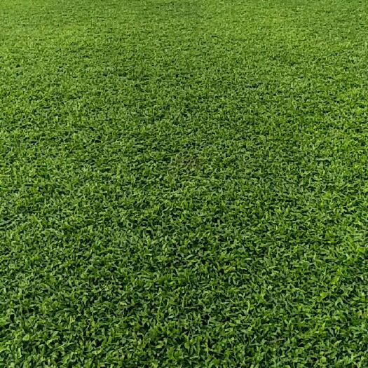 广州大叶油草  大叶油、草直销