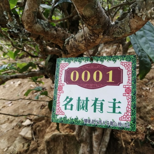 镇康县明前茶 今年茶叶少明前有几百斤