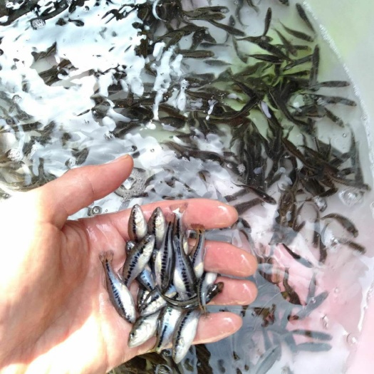 重庆市鲈鱼苗 品种好 规格齐全 基地直销 技术指导