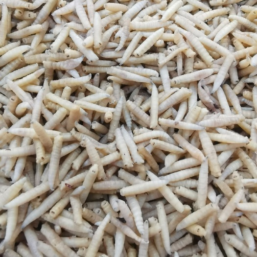 大邑县 无菌冷鲜五谷虫蛆虫禽类黑水虻水产饲料
