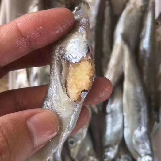 广州冻多春鱼  满籽多春鱼 新鲜鲜活冷冻鱼类风冻干多春鱼 带籽海鲜烧烤煎带籽