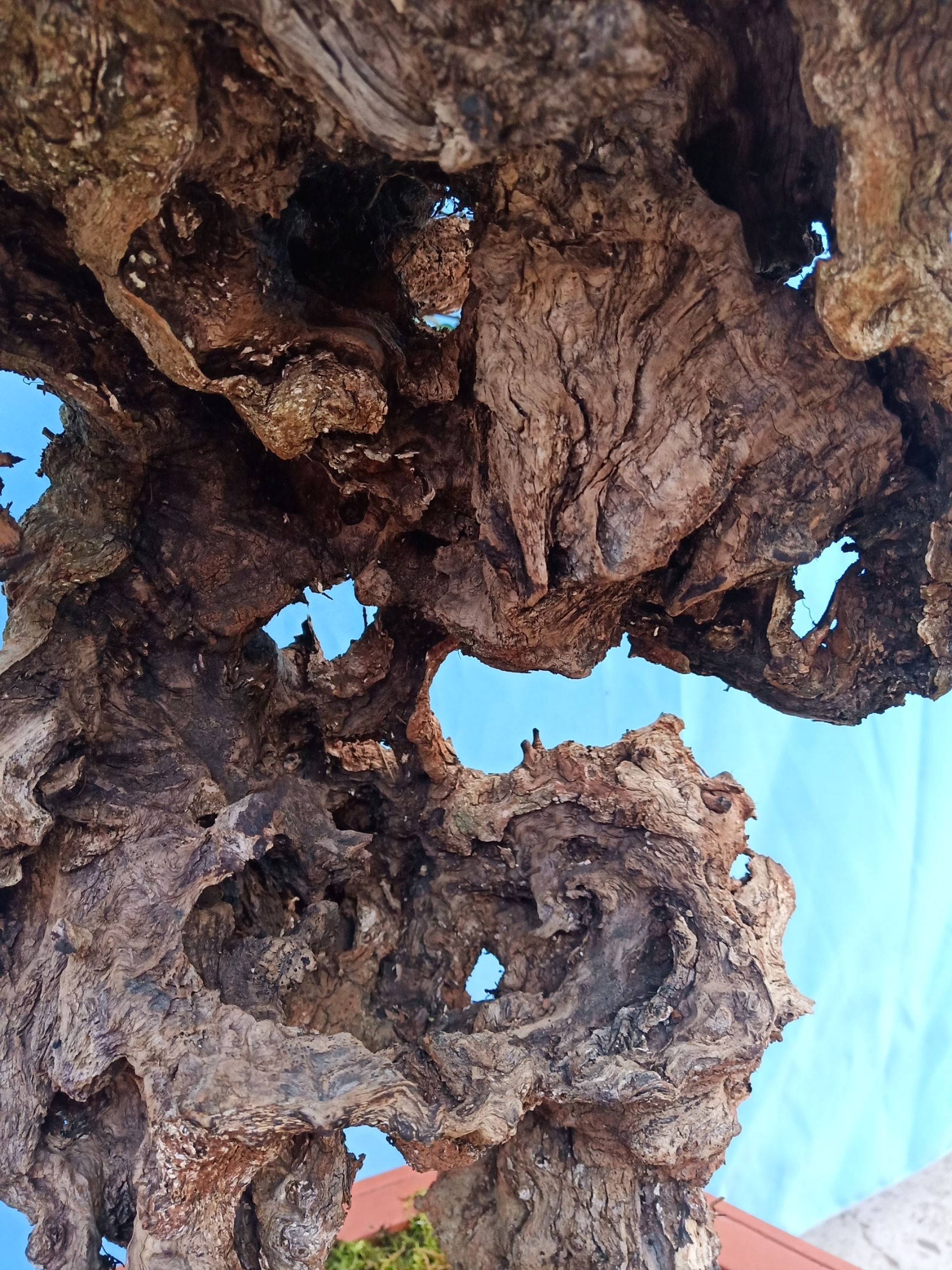  龟甲冬青  成活多年  低价出手  盆景  盆栽