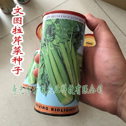 郑州文图拉芹菜种子