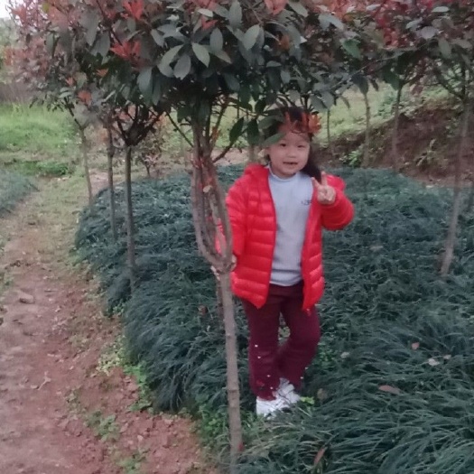 重庆市麦冬草