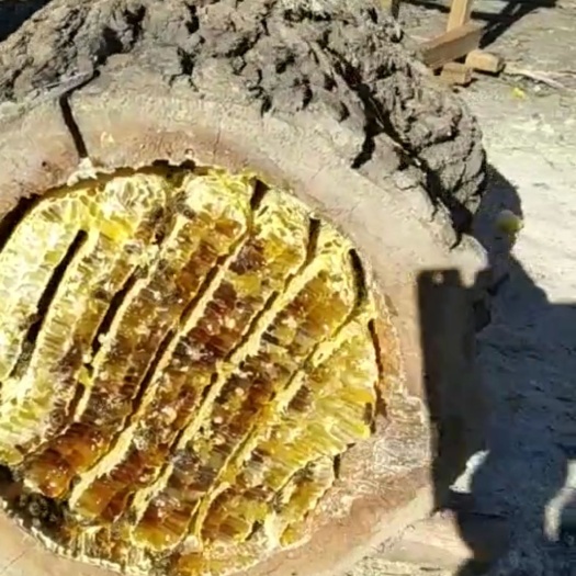 清原县 中华蜂🐝🐝🐝，土蜂蜜🍯🍯🍯，原浆无勾兑，原汁原味
