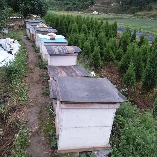 洪江市 优质中蜂