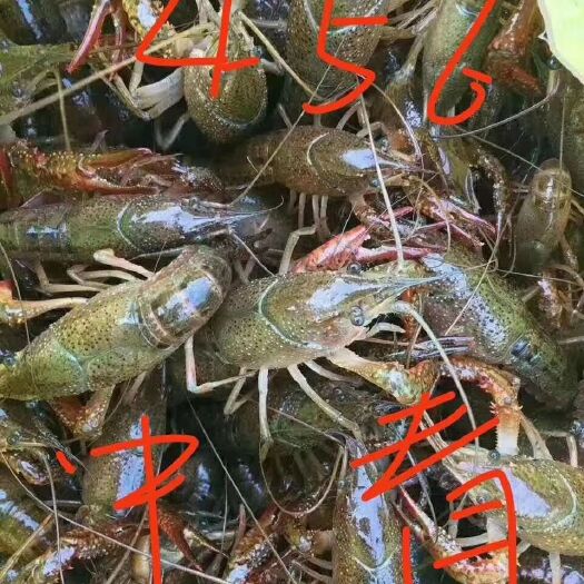 南县南县小龙虾 深水湖虾