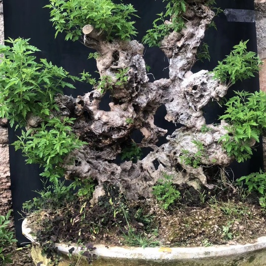 昌黎县根雕 黄荆老桩