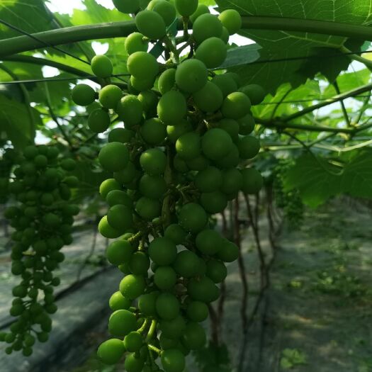 新沂市夏黑葡萄 方方面面