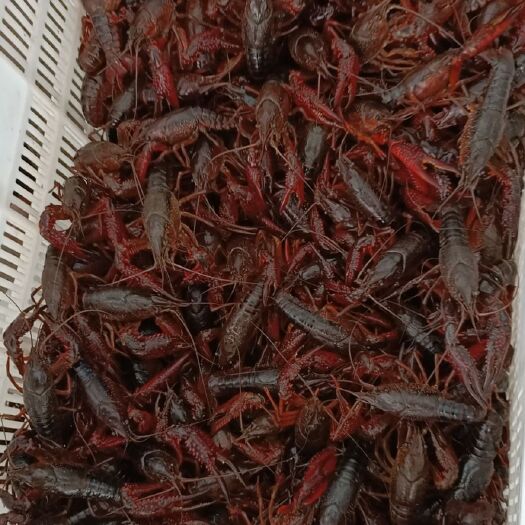 沅江市 湖南益阳沅江小龙虾日供两吨