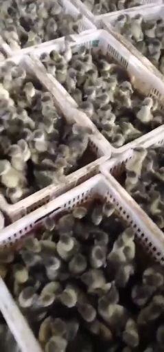 嘉祥县朗德鹅鹅苗 狮头鹅，大山花鹅