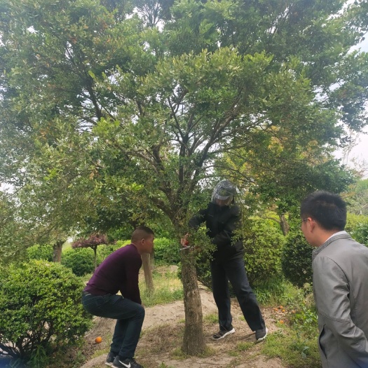 如皋市 瓜子黄杨
