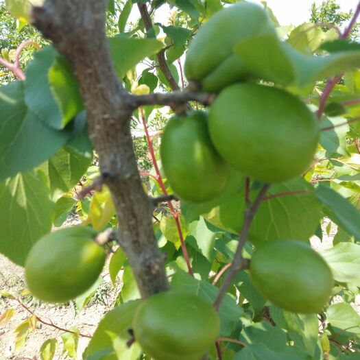 大荔县 小巧玲珑，脆甜爽口，杏中精品。