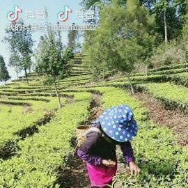 西宁龙井茶 1-2年