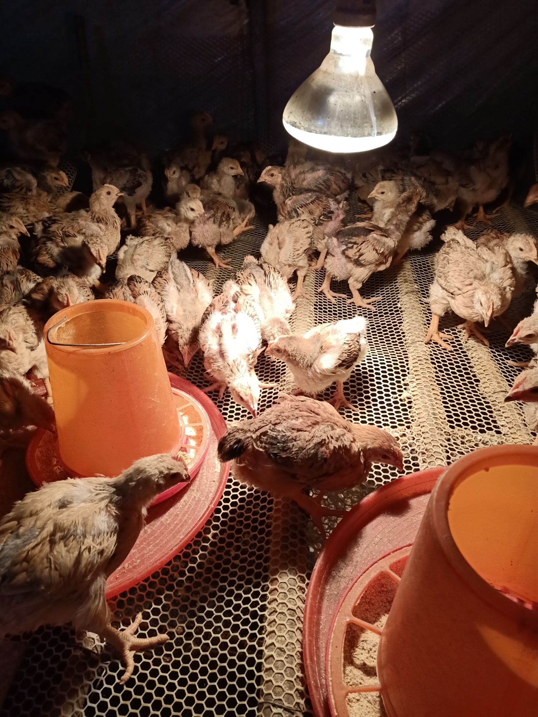  长期出售脱温K 9鸡苗【阎鸡】,品质保证，价格合理！