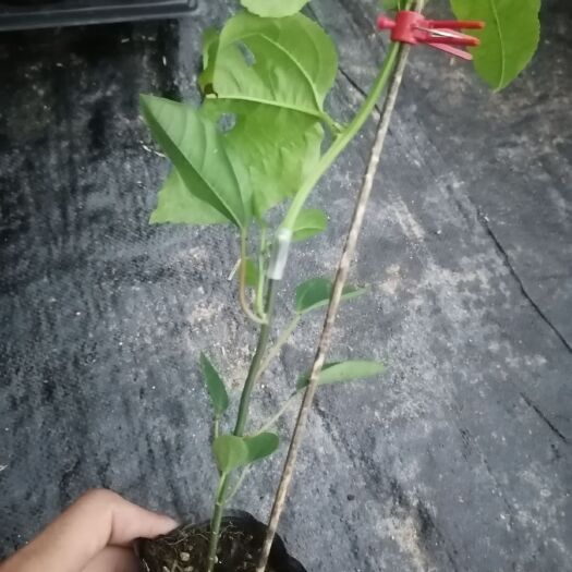 灵山县 各种百香果嫁接苗
