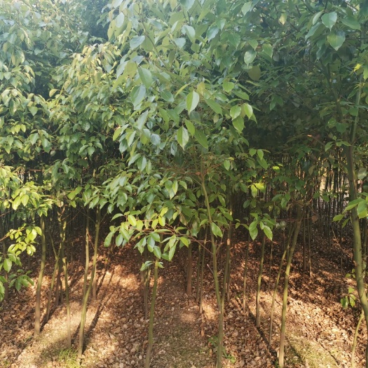 海宁市樟树苗 长期出售香樟树 榉树 桑树苗