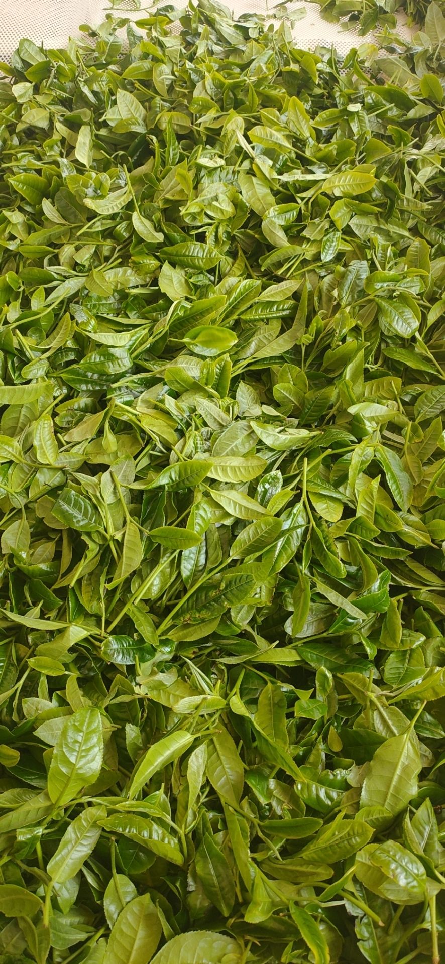  2020年  邦东古树春（普洱生茶）