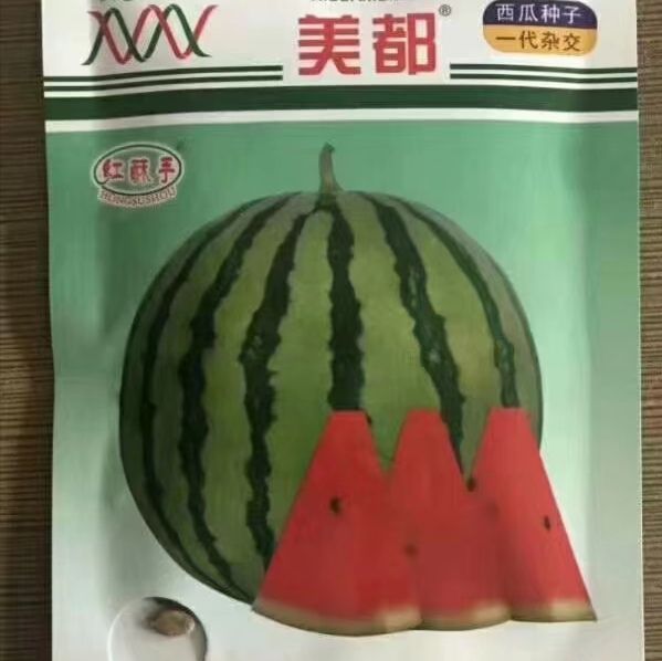 微萌美都西瓜苗口感好糖度高嫁接自根苗苗厂直发