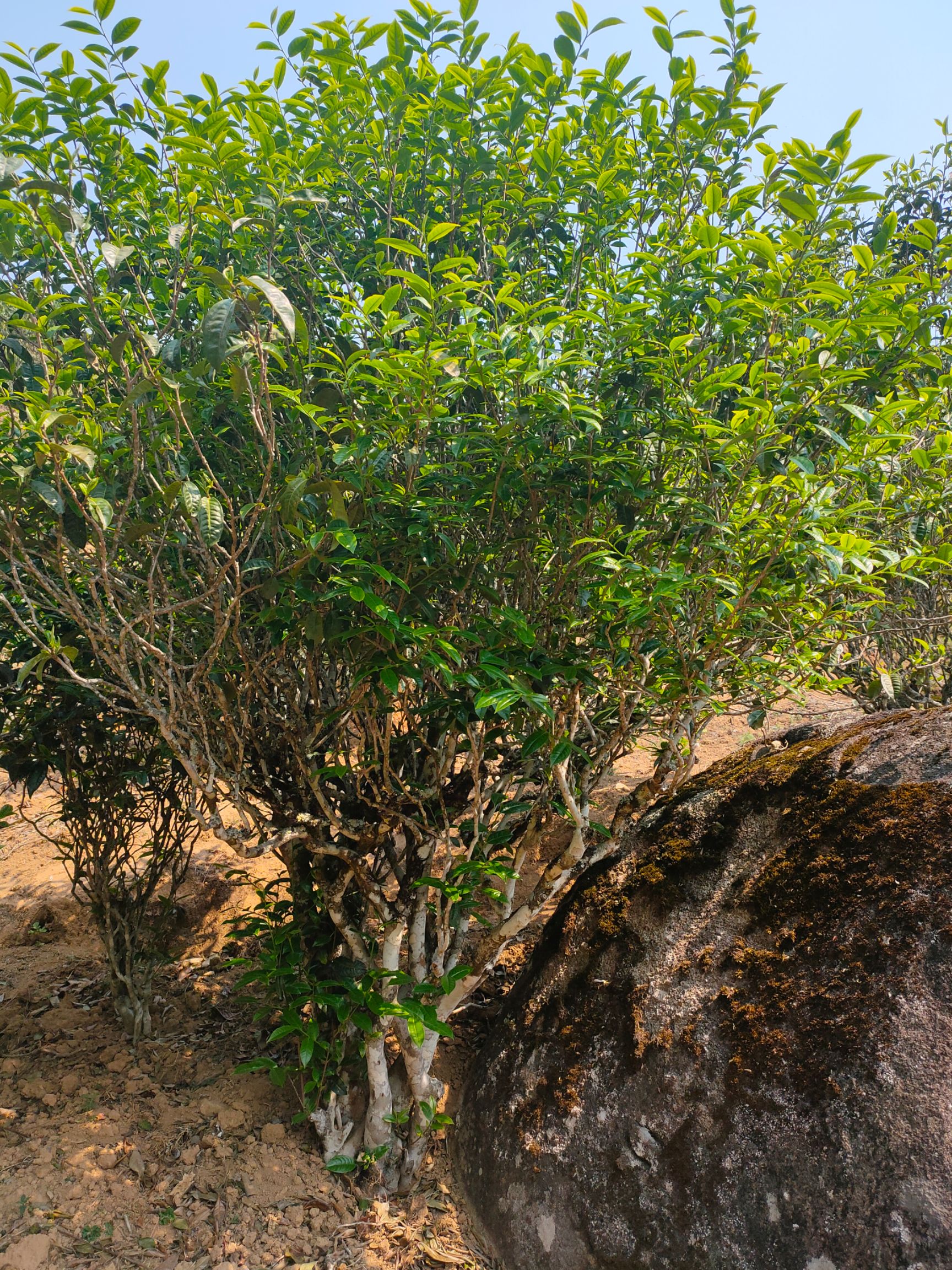  2020年  邦东古树春（普洱生茶）