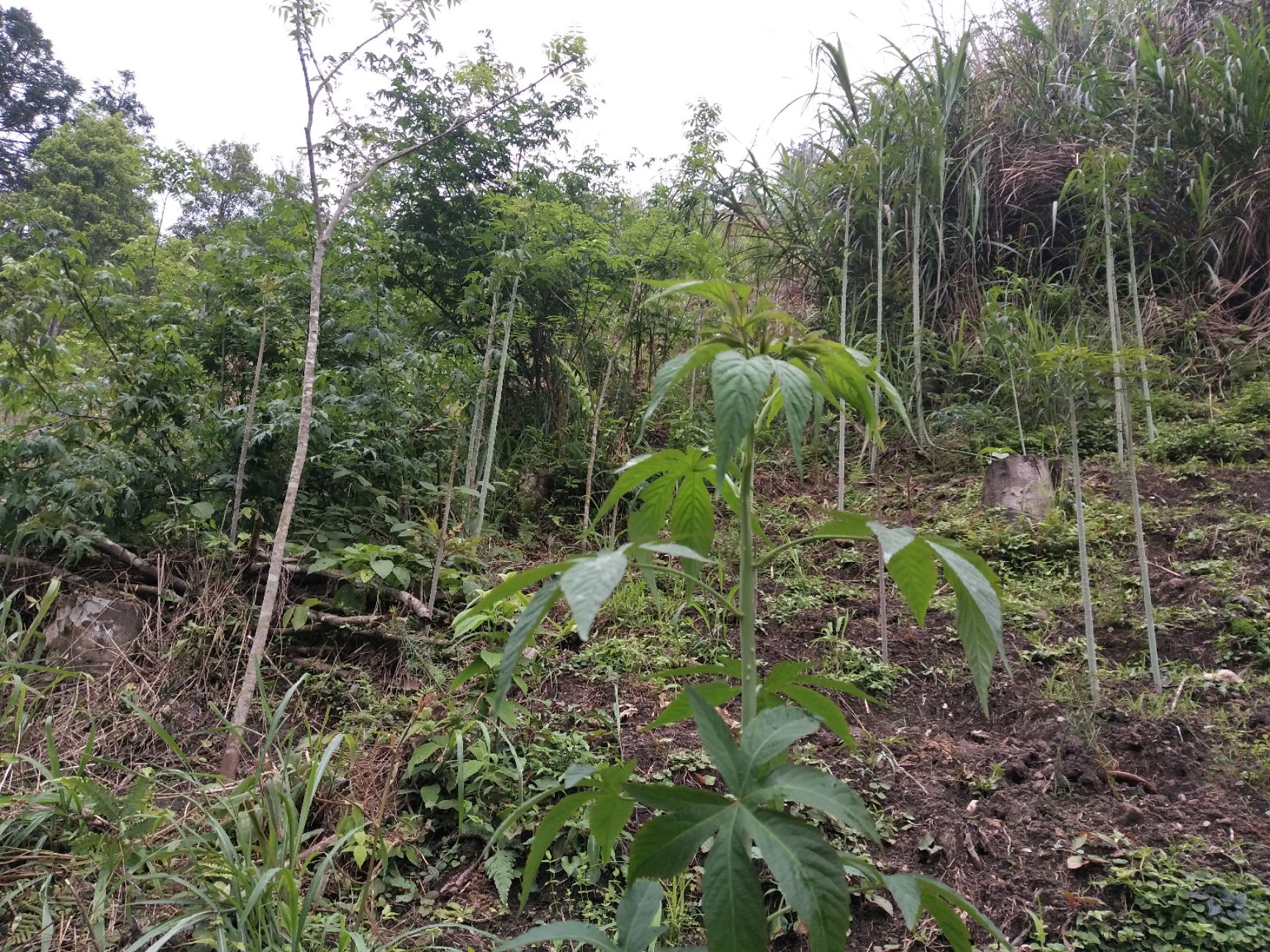 茶叶 绿茶甜茶叶 刺儿茶 天然香甜的味道  有原叶和颗粒两种