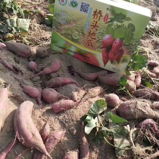 海口桥头地瓜 海南桥头富硒桥沙地瓜