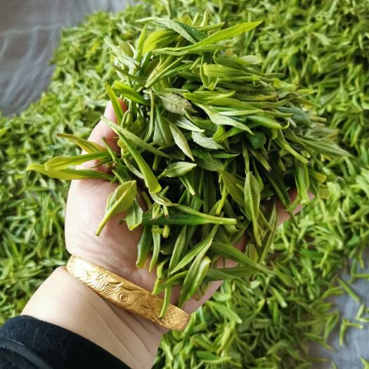 泸溪县保靖黄金茶 保靖黄金2号谷雨茶