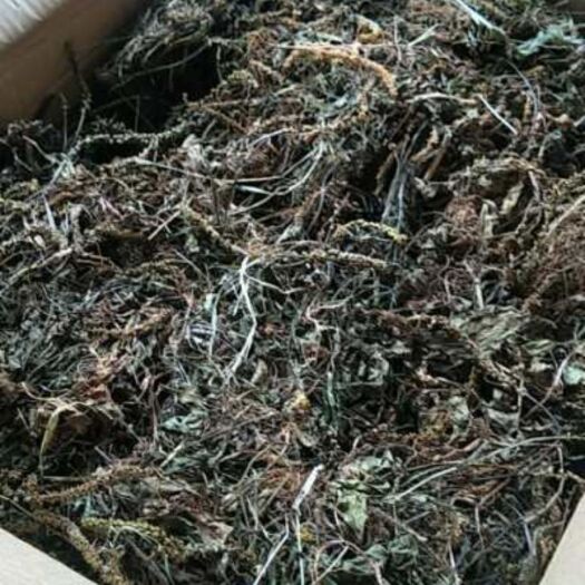 广南县 车前草，量大，有合作倾向的调单来