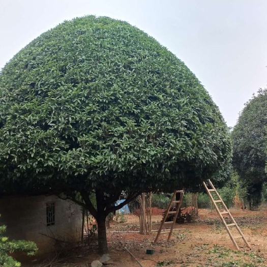 桂林 精品桂花树15～23公分八月桂四季桂丹桂桂林桂花树成都桂花