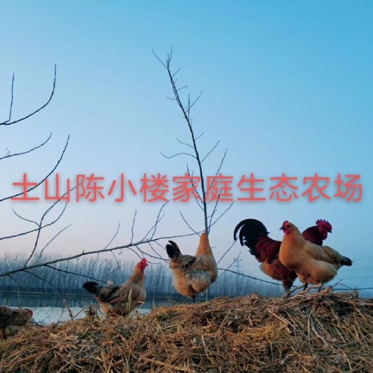 邳州市鸡蛋种苗 农场，环境优越，林间散养土鸡，纯粮喂养，受精率有保证