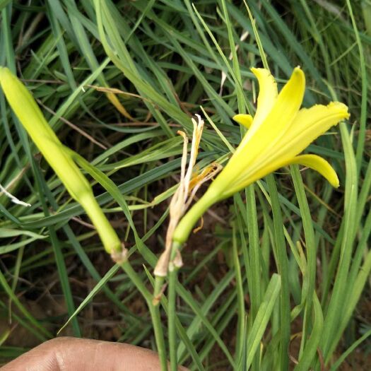 青龙县黄花菜苗 金针菜苗  批发   直销  易成活  花可食用