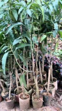 灵山县金煌芒果苗 金煌芒芒果