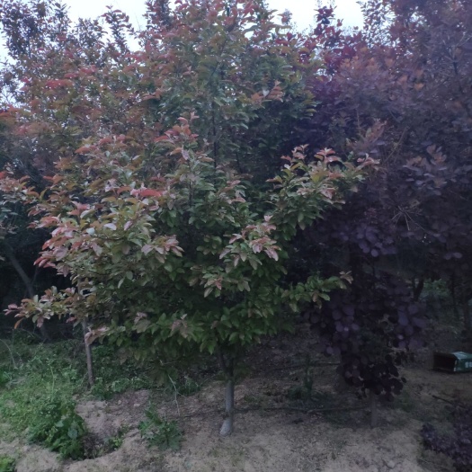 蚌埠 苗圃到期，急售3-5公分红栌黄栌，便宜卖，打包价。尽快联系