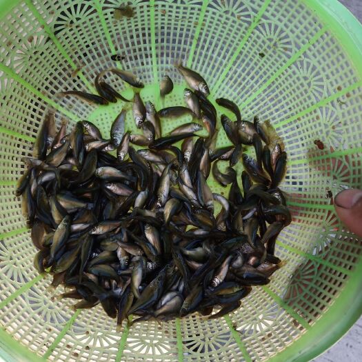 石阡县鲤鱼苗 雌