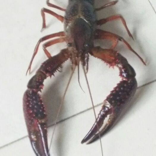监利市监利小龙虾 农家精养虾