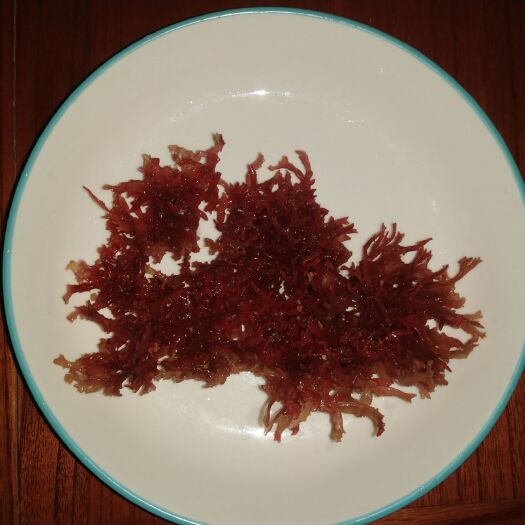 珊瑚藻  血珊瑚海藻龙须菜纯正一级海石花基地直供价实惠批发零售