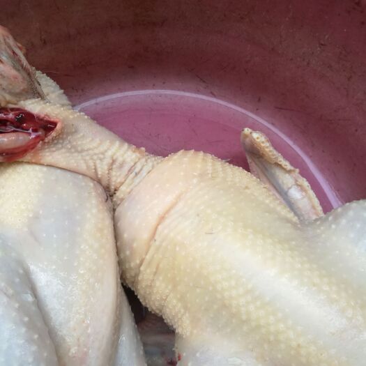兴安县白条鸡 肉质细腻
