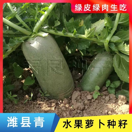 水果萝卜种子  水果萝卜种籽正宗潍县青甜脆鲜食绿肉里外青礼品四季盆栽蔬菜种子