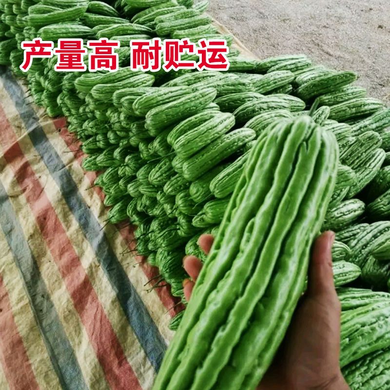 深圳大肉油绿苦瓜种籽早熟耐热四季易播绿油苦瓜种子蔬菜种子