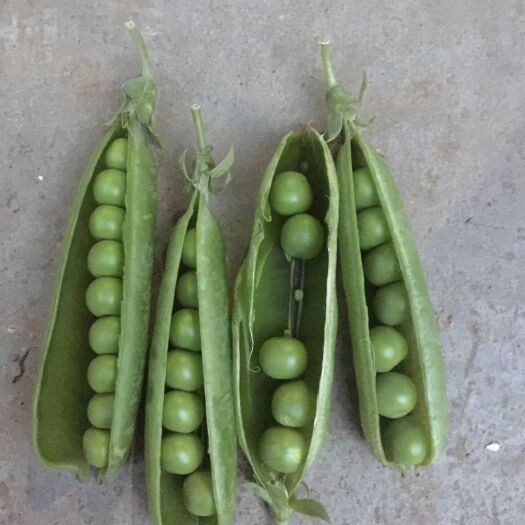 城固县豌豆荚  豌豆产地直销  白豌豆青豌豆