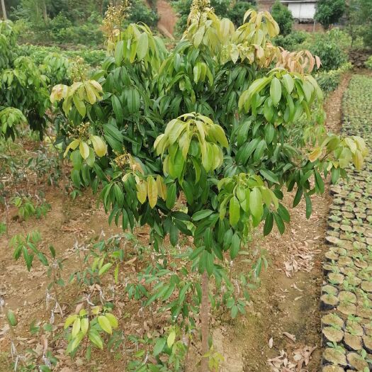 灵山县 各种嫁接荔枝苗