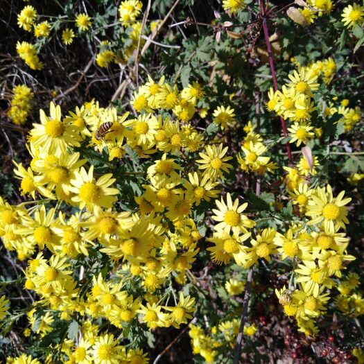 宜阳县 深山农家天然土蜂蜜  中蜂蜜 蜂巢蜜 蜂蜜 百花蜜