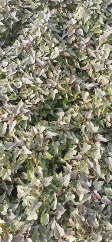 红薯苗，白哈蜜薯苗，大量现货出售中！少量也批发