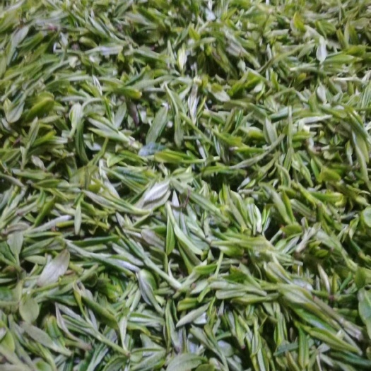 五峰县 {明前绿茶