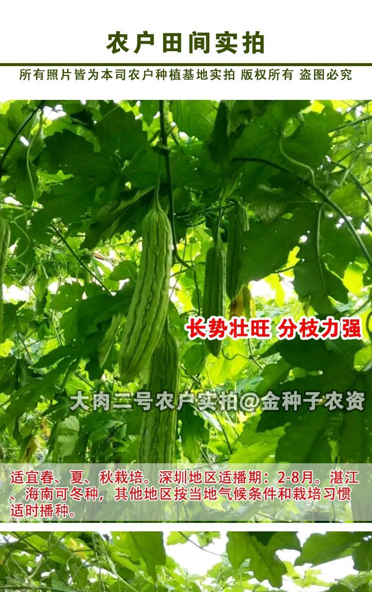 深圳大肉油绿苦瓜种籽早熟耐热四季易播绿油苦瓜种子蔬菜种子